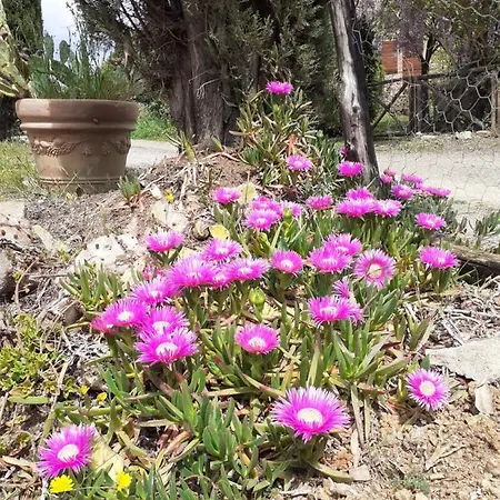 Borgo De' Muracci Ribolla